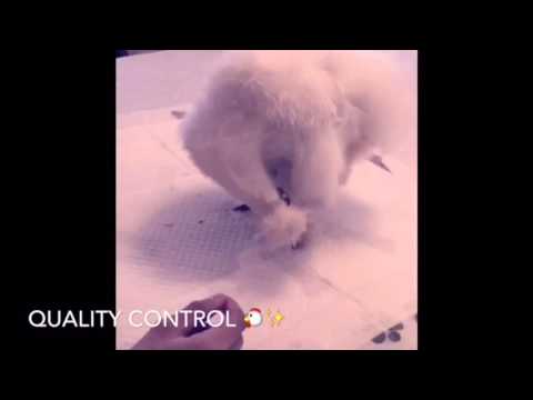 Spa Day for Princess Laya - Chicken lovers only