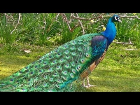 मोर नृत्य Peacock Dance in All its Glory - मोर