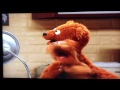 Cousin Bear Yelling SHADOW
