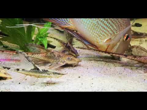 Sturisoma Aureum F1/F2