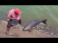 Amazing Fishing 🎣🐬 10.Kg.4.500.Kg BiG Size Rohu Fishes to Catching in Single Hook Hunting