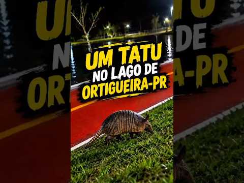 video de tatu no lago de ortigueira Paraná #ortigueira #ortigueiramilgral