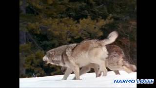 Волки / Wolves (Steve Winwood - Reach For The Light)