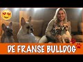IK WIL EEN FRANSE BULLDOG | DierenpraatTV
