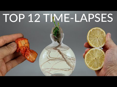 1600 Days in 8 Minutes - TOP 12 PLANT TIME-LAPSES