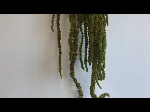 download lagu mp3 mp4 Preserved Amaranthus, download lagu Preserved Amaranthus gratis, unduh video klip Preserved Amaranthus