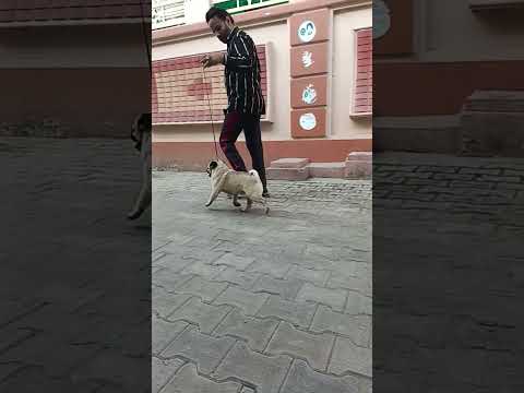 new dog 😘😘 #shorts #viralvideo #toys #trending #dog #doglover #viral #pug #funny #love  #puppy #dogs