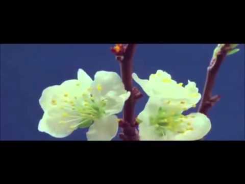 TEASER BANDA SERES DA FLORESTA