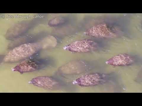 Drone Footage Shows The Rare Sight Of 100 Manatees Hanging Out With Dolphins In Florida