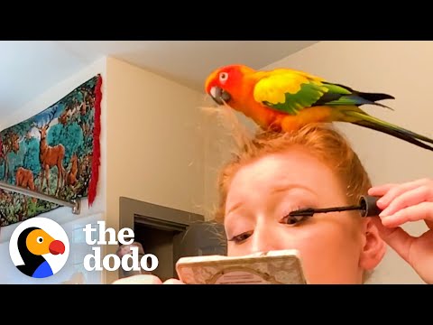 A Day in the Life of a Bossy Pet Parrot