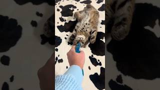 A Textbook Scaredy Cat 😂