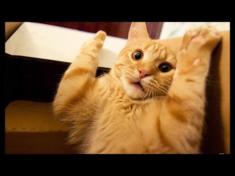 FUNNY CATS SCARED OF RANDOM THINGS | Scaredy Cats | Startled Cats | Epic Scared Cat Compilation