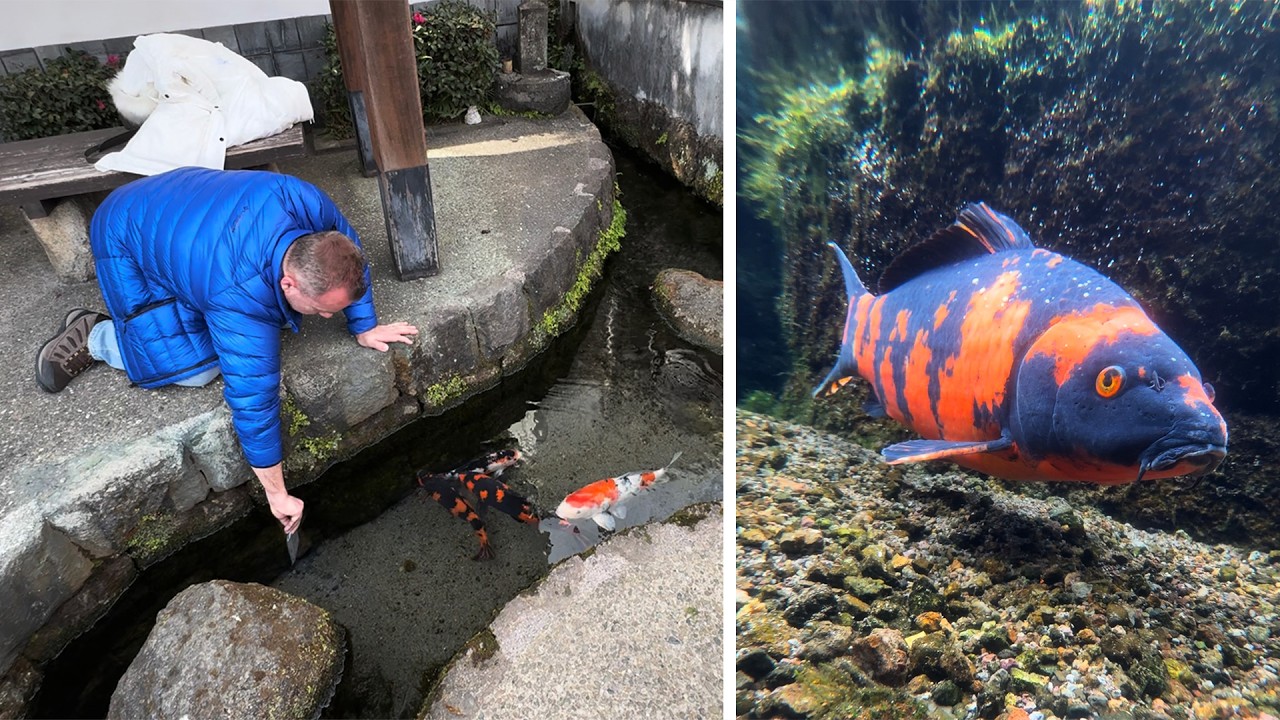 Sokak Balıkları - Japonya Sokaklarında Yaşayan Balıklar