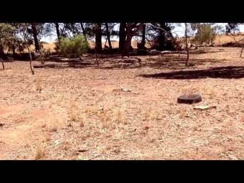 Plinking with the FX Royale 500.  .25 cal