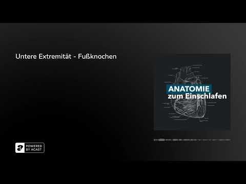 Untere Extremität - Fußknochen