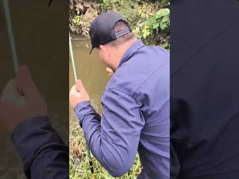 Pesca de traíra em Alta Floresta D'Oeste. #traíra #pesca #rondonia
