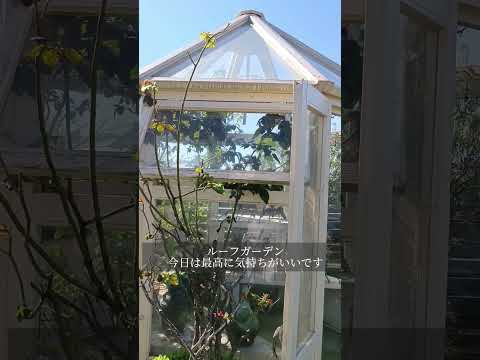 テラスやバルコニーに最適な地中海の植物は何ですか?  庭園