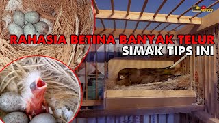 Download lagu BETINA ANTI ZONK || SIMAK PERAWATANNYA AGAR TELUR KENARI BISA MELIMPAH mp3 Download lagu BETINA ANTI ZONK || SIMAK PERAWATANNYA AGAR TELUR KENARI BISA MELIMPAH mp3