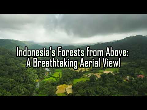 Indonesia’s Forests from Above: A Breathtaking Aerial View!