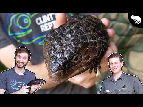 Skink krátkochvostý (shingleback) (Tiliqua rugosa) — video o chove a starostlivosti