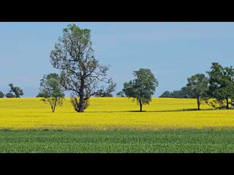 Victoria Chile "Campos de raps"