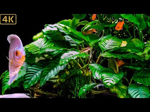 Aquarium | Discus fish being harassed