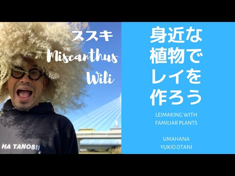 スターモス、千枚通しのマストワート 植物