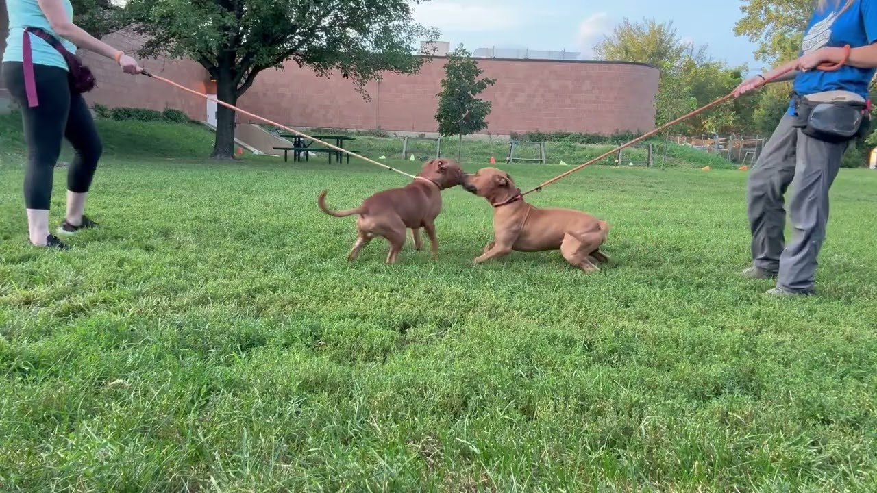 Vernon's Leash Test 2