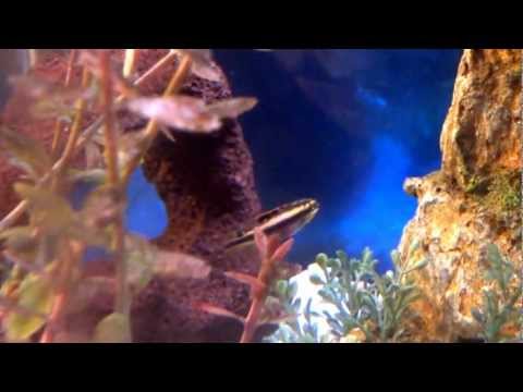 Mother Kribensis Moving her Fry in her Mouth