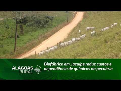 Biofábrica em Jacuípe reduz custos e dependência de químicos na pecuária