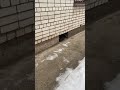 Grey Cat Meowing But Afraid Of Me
