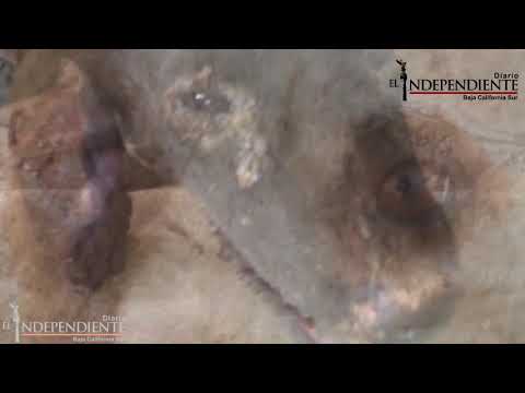 DENUNCIA contra el Proyecto 4 Patas #LosCabos por MALTRATO ANIMAL