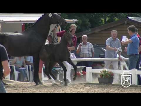 NF101CH Hengstfohlen von Sandro Boy - Cassini I - Cor de la Bryère