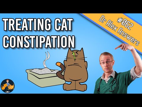 Cat Constipation: Home Remedy, Treatment and Prevention - Cat Health Vet Advice