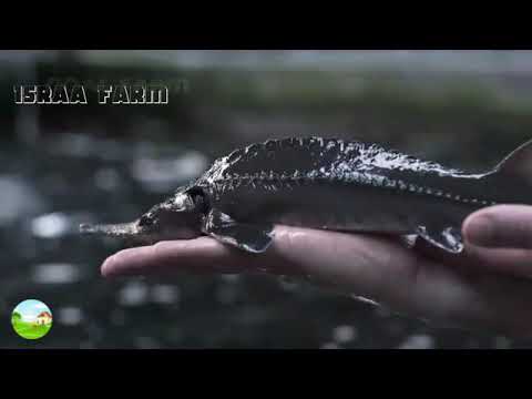 Sturgeon Caviar  How Sturgeon Caviar Is Farmed and Processed