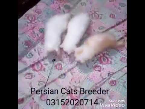 3 kittens cats high quality persian cats