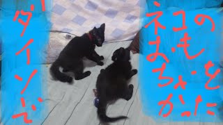 猫動画 ダイソーで猫のおもちゃを買っちゃいました❗ よっぴぃ動画
