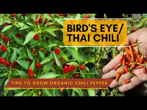 Bird's Eye Chili or Thai Chili Pepper Grown Organically in Container