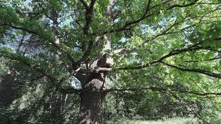 А третьякова ловля бродячих роев