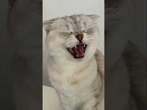 Cat funny 😅😅#cats #funny #catvideos #comedy
