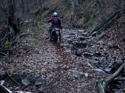 Bizonul pe Prihodiste