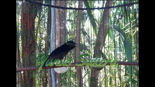 Download lagu SUARA PIKAT BURUNG KONIN atau KOLIBRI NINJA yang JERNIH dan TERBUKTI AMPUH || ys mp3 Download lagu SUARA PIKAT BURUNG KONIN atau KOLIBRI NINJA yang JERNIH dan TERBUKTI AMPUH || ys mp3