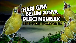 Download lagu 🔴 LIVE Masteran Pleci Nembak Super Panjang Terbaru mp3