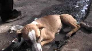 preview picture of video 'LET INJURED DOG LIE: traffic accident'