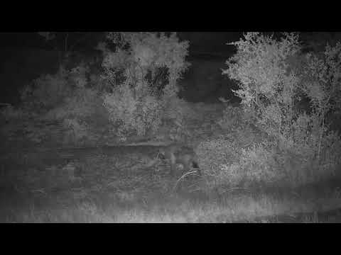 Djuma: Lone Hyena walks by - 00:44 - 10/31/20