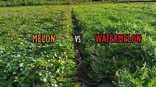 Melon at Watermelon. Alin ang mas Madaling Alagaan?