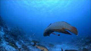 David Gilmour   There's No Way Out Of Here