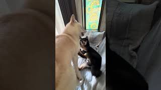 いちゃいちゃする柴犬達 #柴犬 #豆柴 #犬