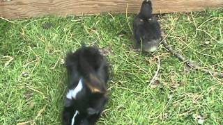 preview picture of video 'CHICKENS CHICKS DUCKS DUCKLINGS GUINEA PIGS AT BROMYARD GALA 2011'