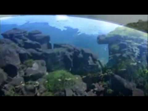 Signum - Beyond this earth (ASOT 484)